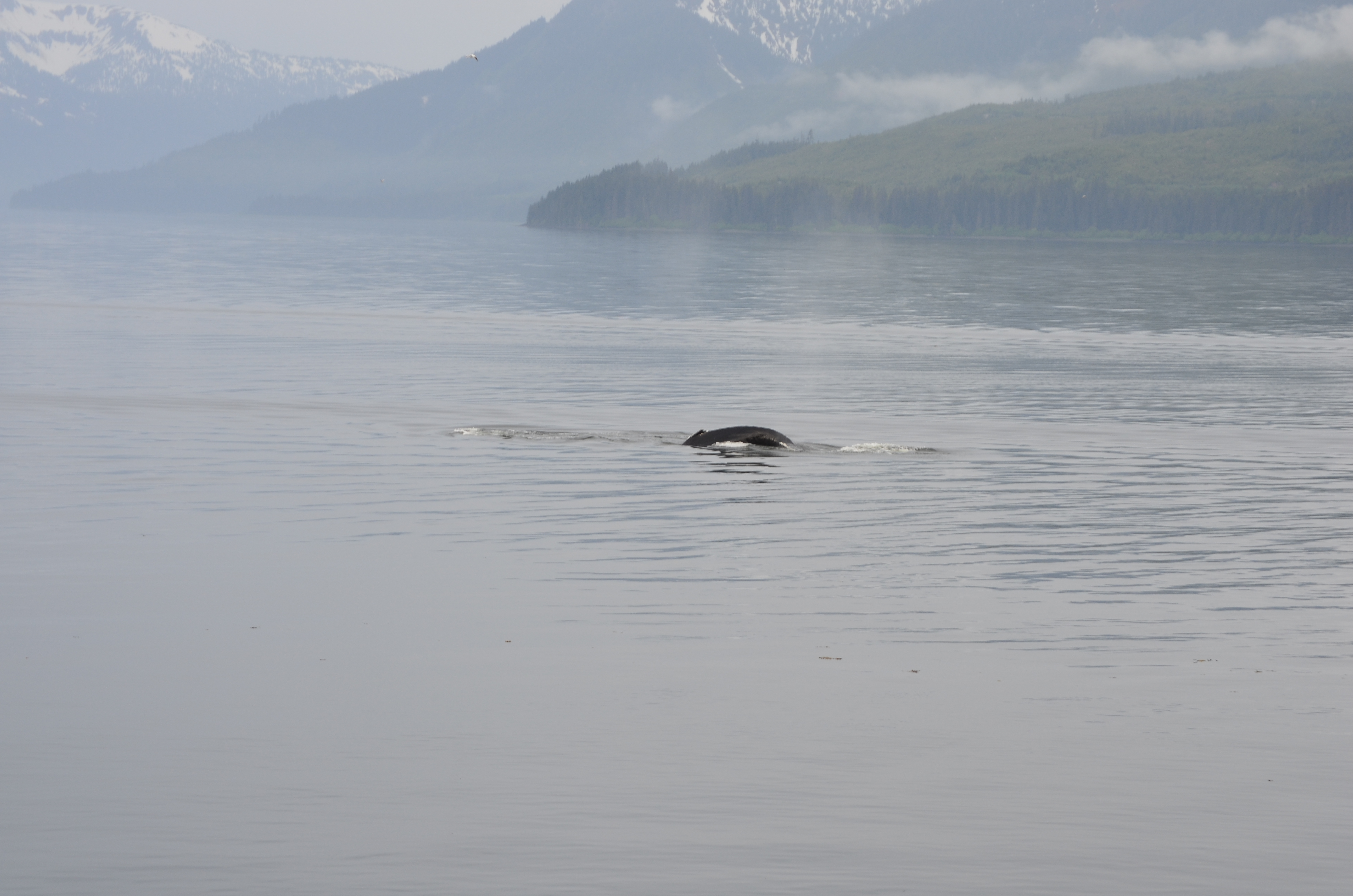 ./2017/08 - Alaska Cruise/10 - Icy Strait Point/DSC_0202.JPG